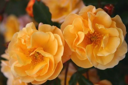 New Rose Ups the Ante Image